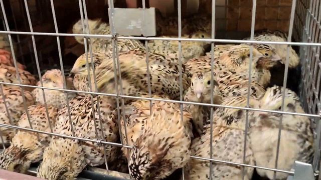 Перепела Фениксы, 3 недели. Пересадил в клетку. Микрозе