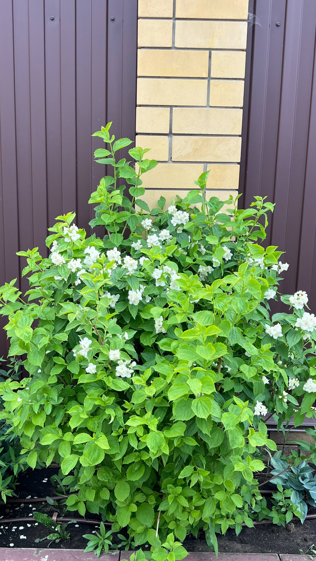 Чубушник - основные правила ухода. смотреть онлайн