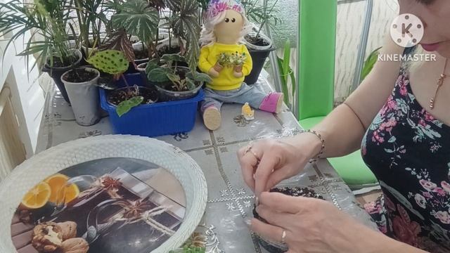 🌱Черенкование крестовника Роули|Укоренение