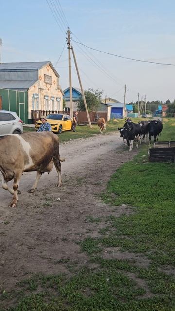 Машина в безопасности 😁 Ждём молоко 😇 смотреть онлайн