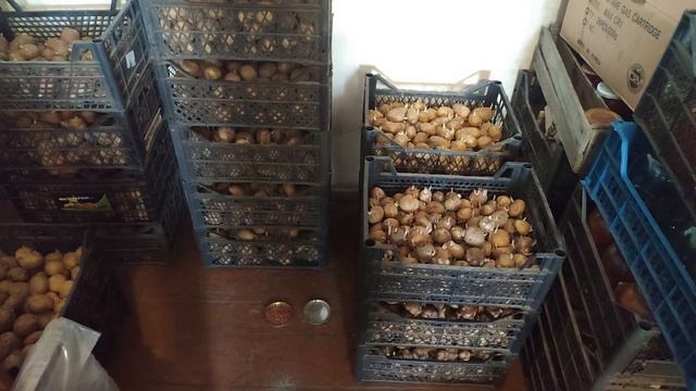 Посадочный картофель 2025 смотреть онлайн