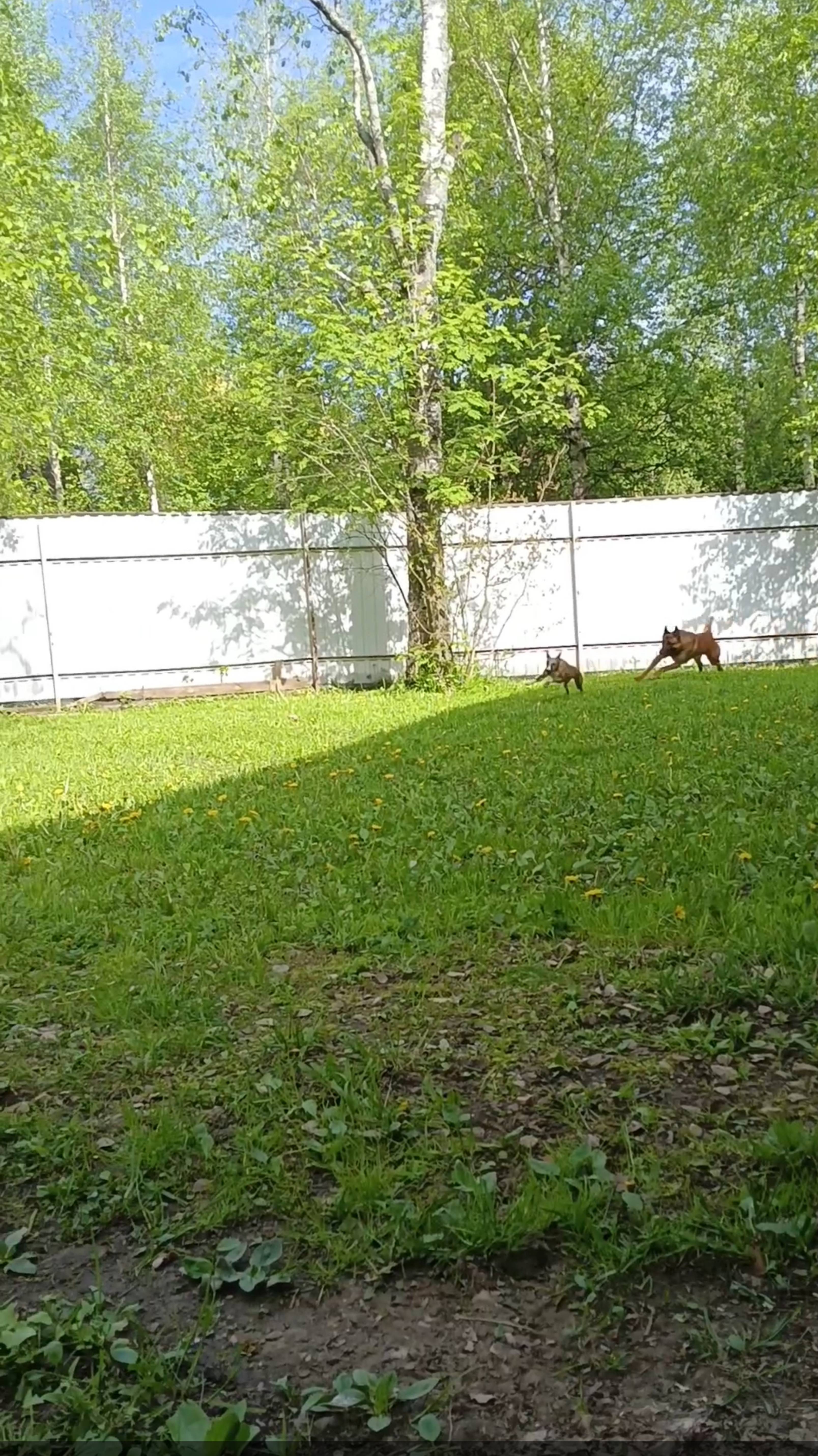 Тося, май 2024
Про прыгучесть