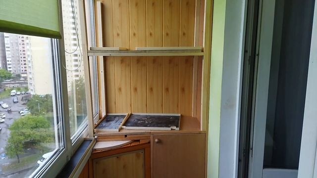 Моя перестройка балкона для коллекции кактусов — пол?