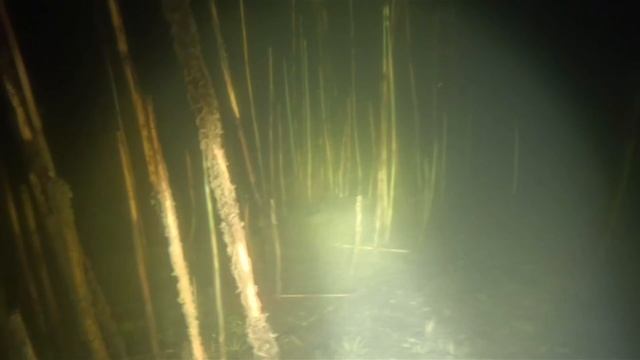 Линь рыба не пугливая как многие говорят.