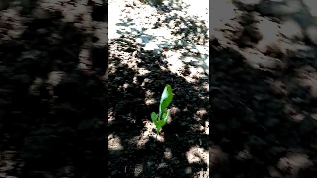 Капуста белокачанная 2 #капуста #огород #современнаяру