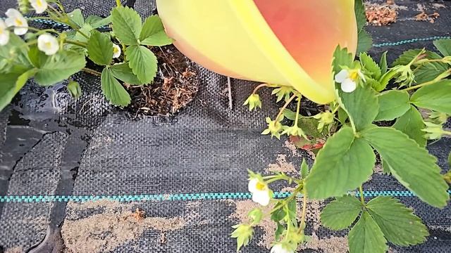 Я в Шоке! Клубника будет с Кулак. Эту подкормку запреща