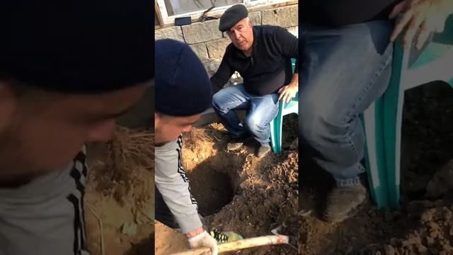 правильная посадка винограда.