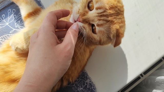 Куськи лентяйничают после завтрака смотреть онлайн