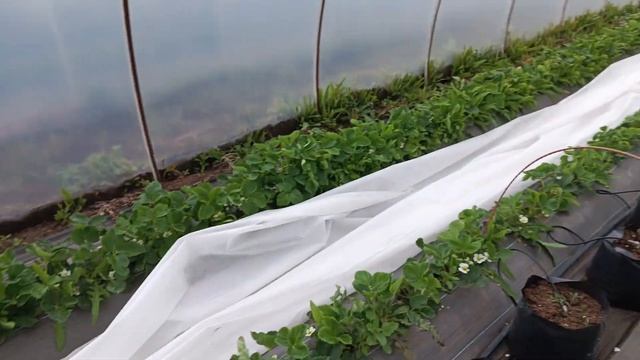 Клубника в разгаре сезона: цветение, завязи, борьба с г