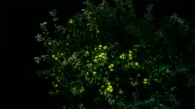 Укроп. + Двойной урожай. Выбираем какой сорт сажать. + смотреть онлайн