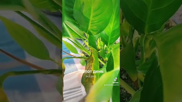 Спатифиллум будет цвести каждый год!