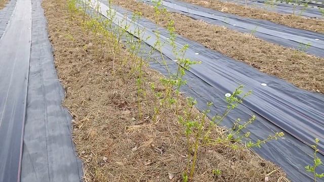 Разница сортов голубики при цветении смотреть онлайн