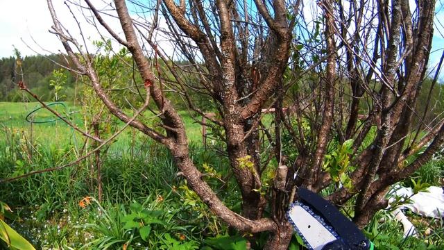 Электросекатор, электропила, электротриммер - не скуч?