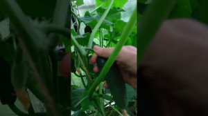 Огурцы пошли валом Лен. обл.Была подкормка магбором по