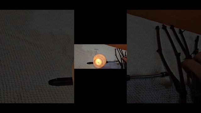 Весеннее черенкование винограда 🍇