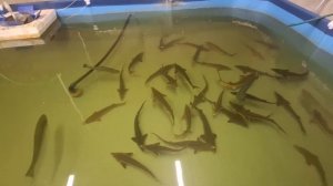 Форель или осетр в УЗВ? Сложный выбор! Плюсы и минусы. В