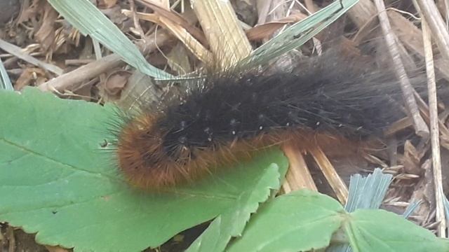 Гусеница медведицы-кайя (Arctia caja) смотреть онлайн