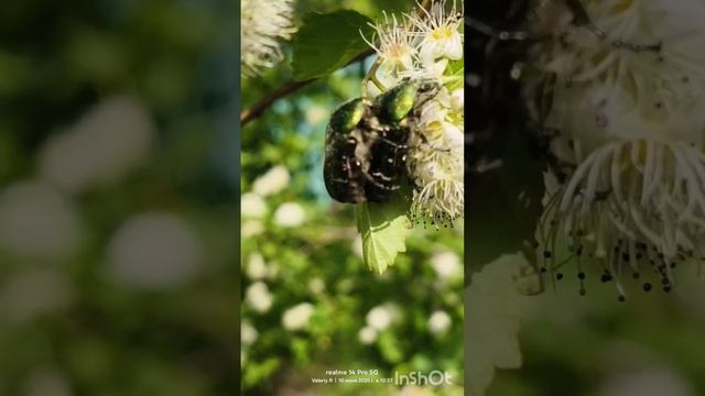 Спаривание жуков бронзовок на цветке пузыреплодника калинолистного 🌸🪲🪲 10.06.2025 смотреть онлайн