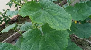 Как формировать огурцы в теплице.