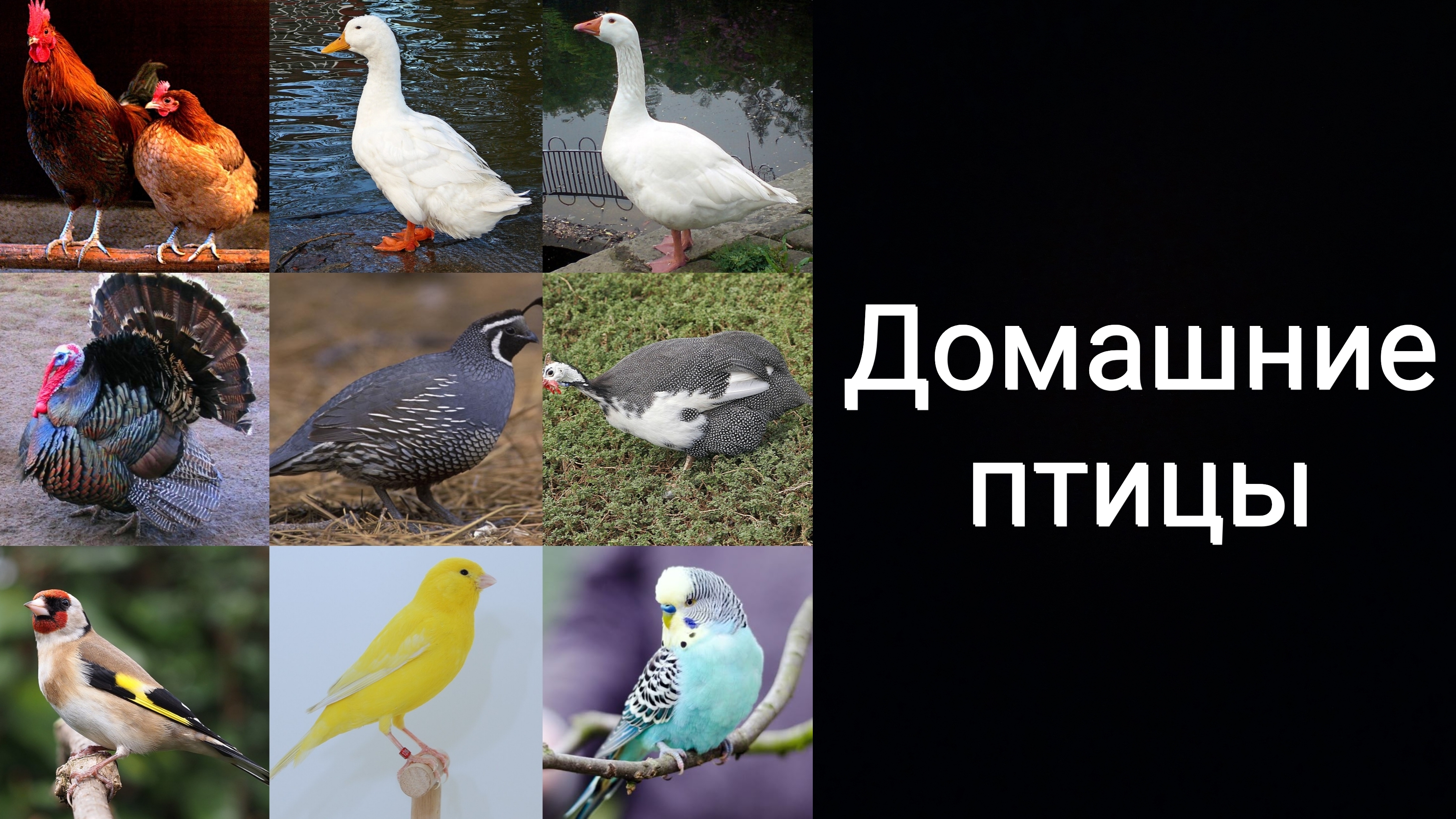 Умный кактус