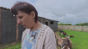 Спасаем голову любопытной козы из заточения. Довольна проделанной работой