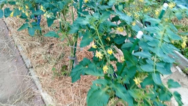 Макуша для блинов, рассаживаю астры по всему огороду. смотреть онлайн