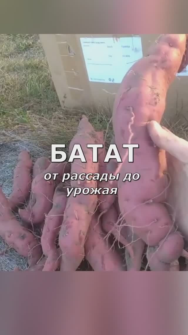 про БАТАТ простыми словами