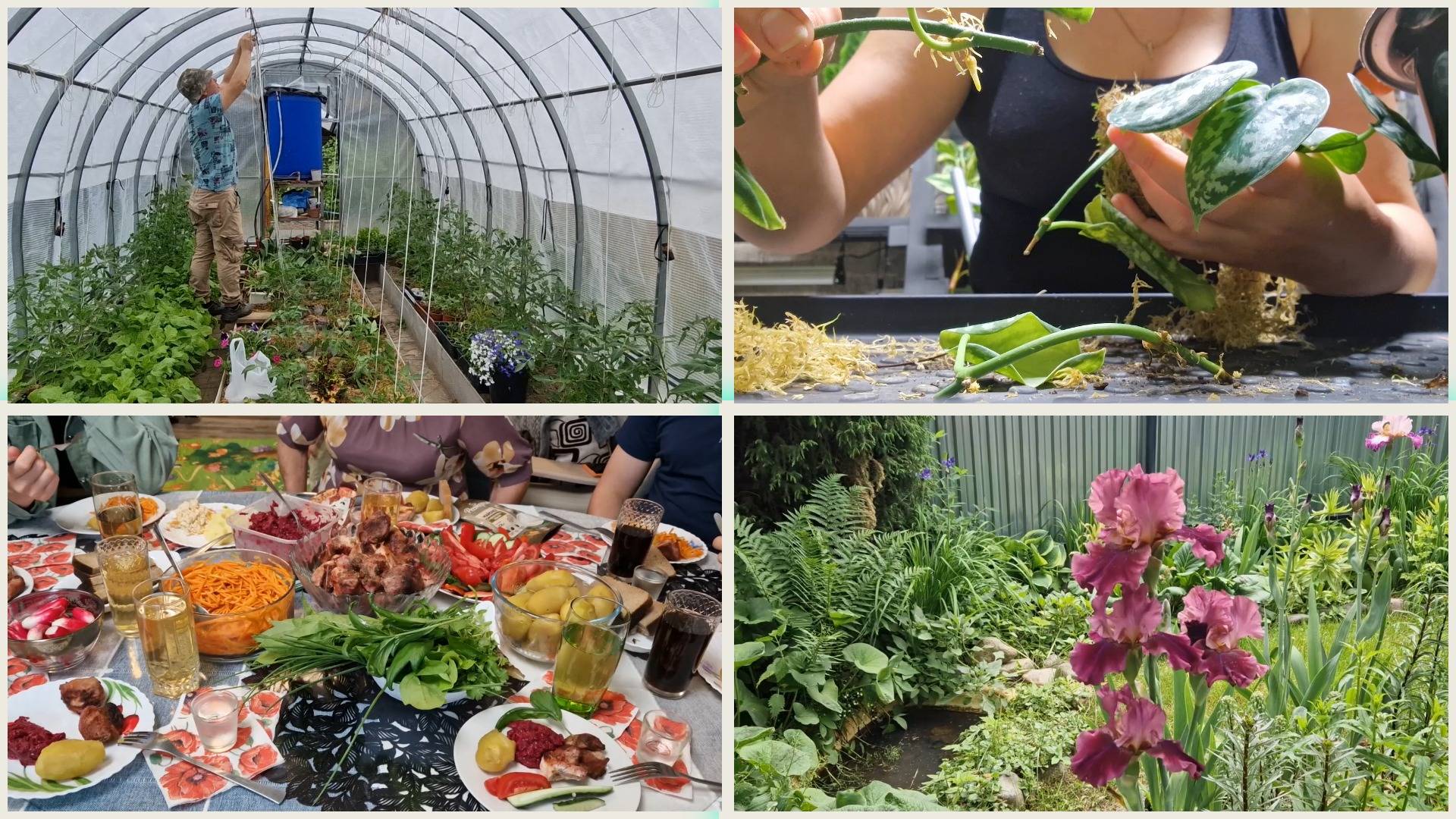 Жара спала. Высадила кабачки и тыквы. Порядок в теплице, а на ягоды напасть! Рассадила черенки сцинд смотреть онлайн