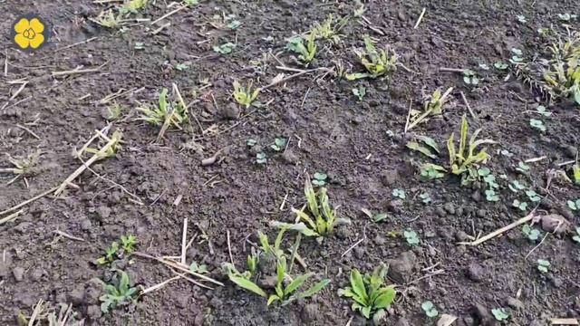 Многолетние сорняки на яровом рапсе. смотреть онлайн