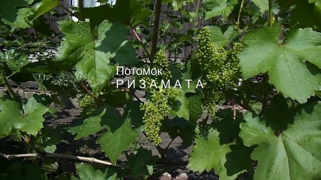 30. Потомок Ризамата начал цвести. 11 июня 2025 г.