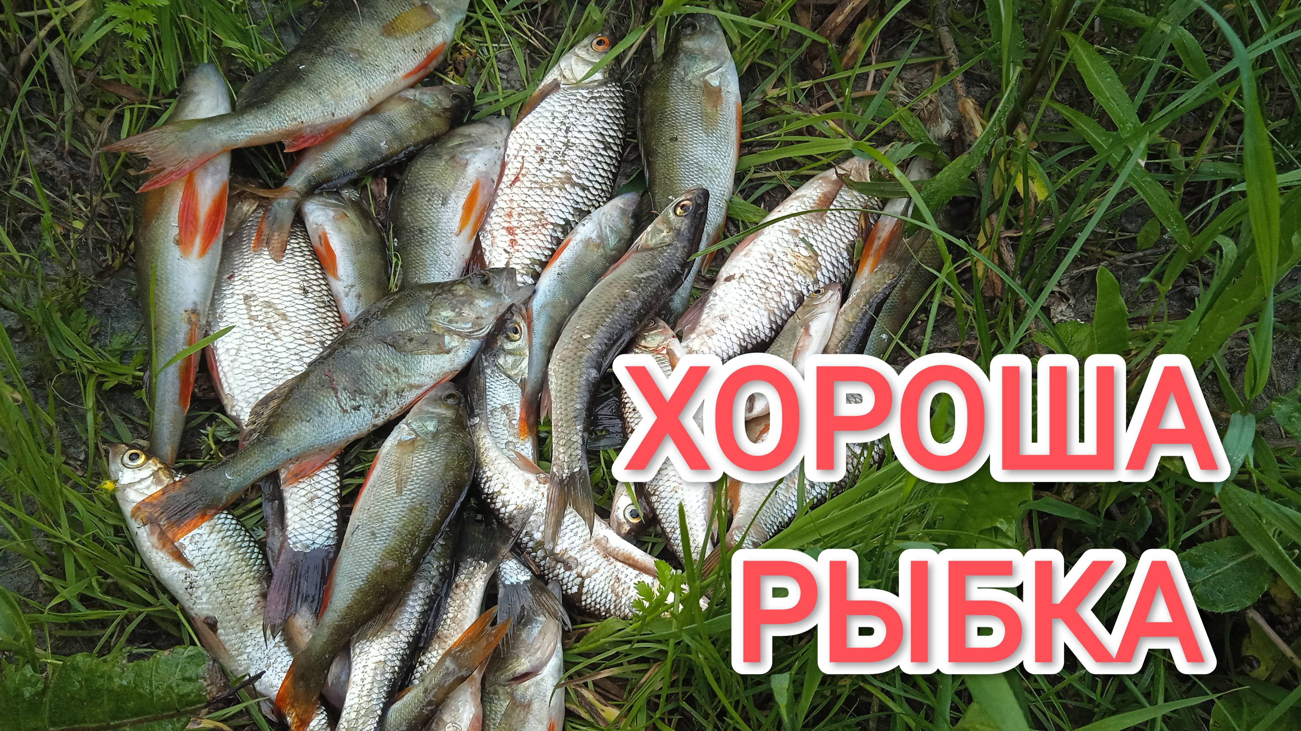 Рыбалка в области на таежной реке 2025