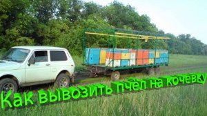 Как правильно вывозить пчёл на кочевку? Советы от Профессора Пашаян