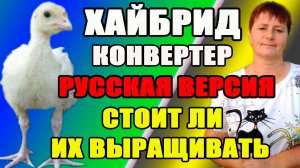 Хайбрид Конвертер - РУССКАЯ ВЕРСИЯ индюков. СТОИТ ли держать их.