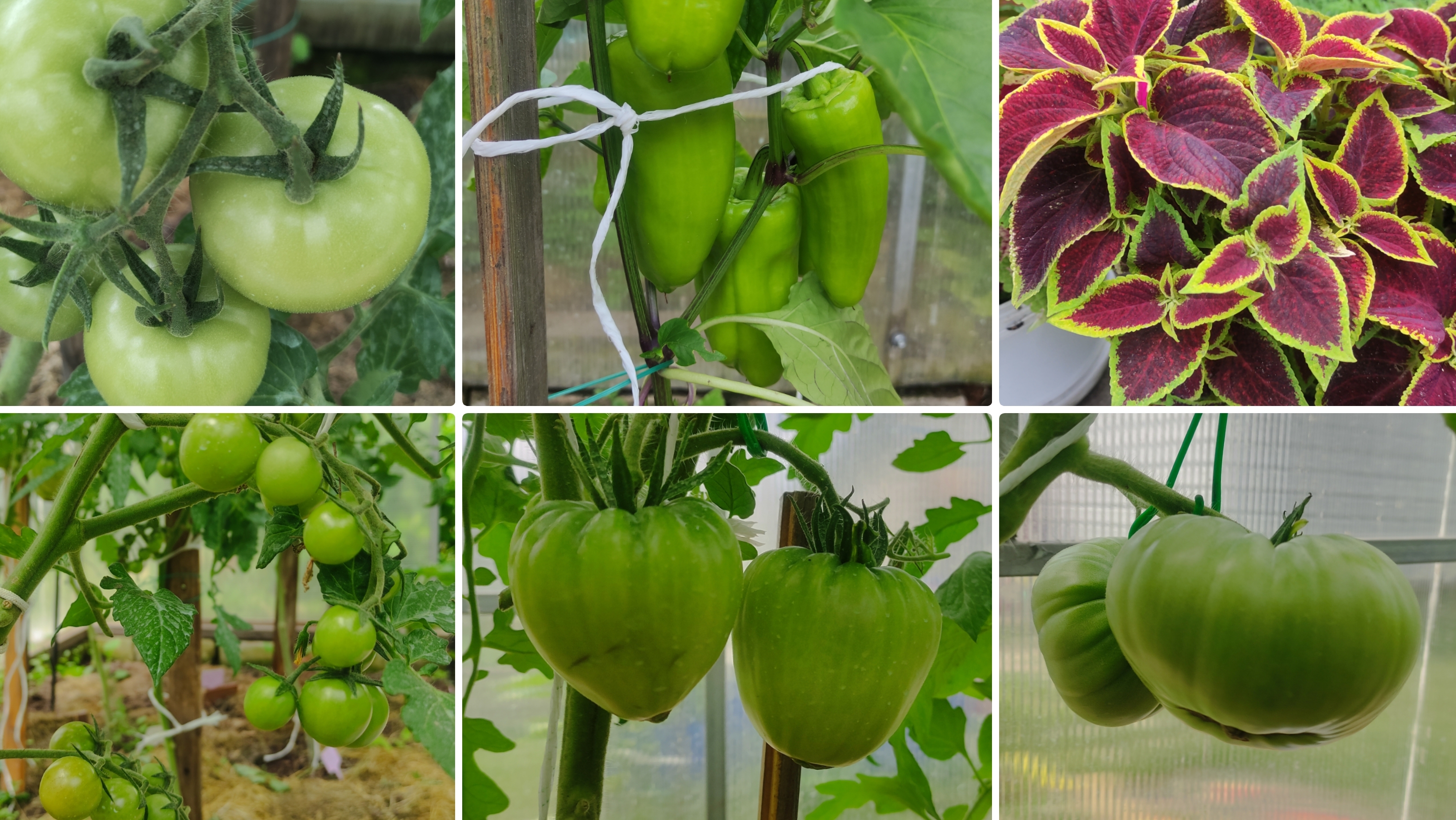 Огородные будни 13 июня 2025. Томаты начинают краснеть. Земляника поспела. Начались проливные дожди. смотреть онлайн