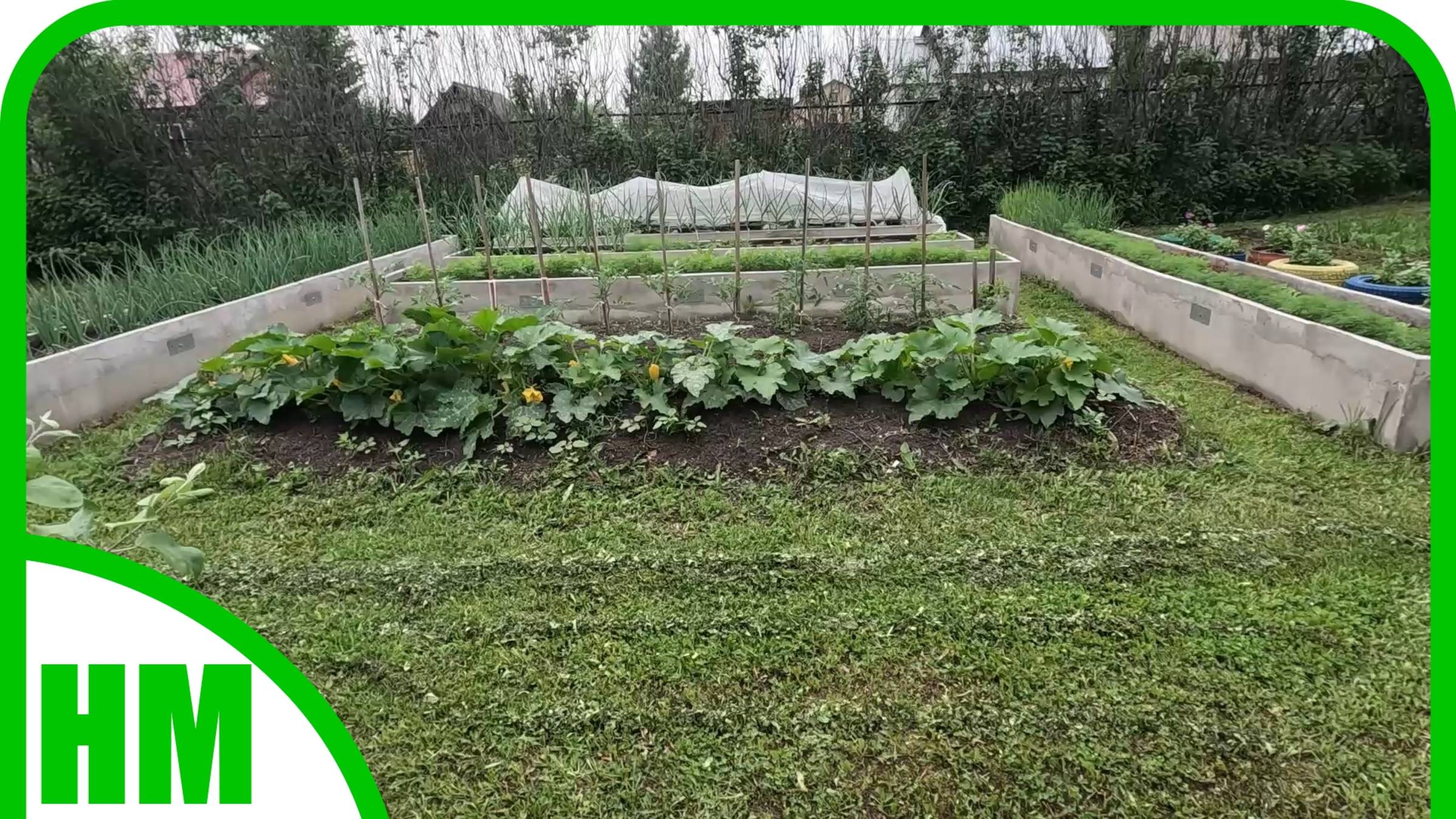 14 июня. Обзор огорода под звуки газонокосилки. Кто-то съедает наш терновник и черёмуху. смотреть онлайн