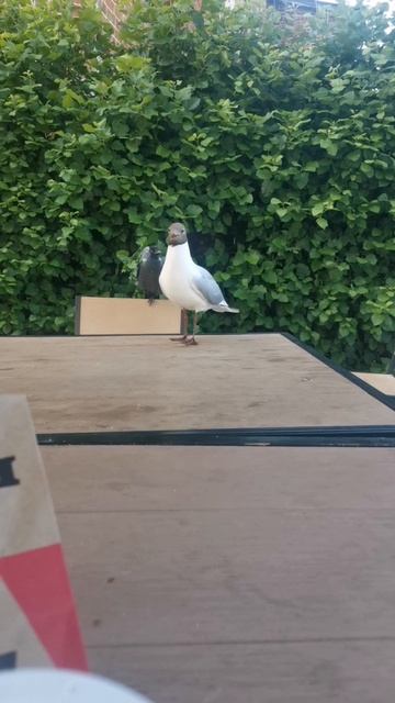 Чайка Vs картошка фри