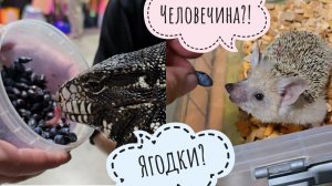 Дракон тегу и ушастый ёжик на Рептилиуме. От кого я получила очень больный кусь? Реакция Артёма - 🔥