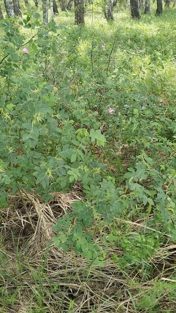 шиповник цветёт//