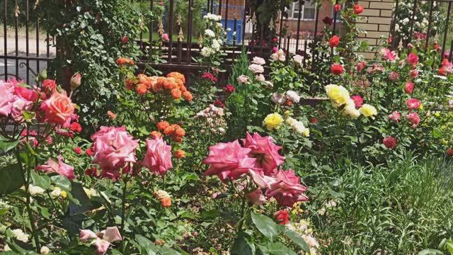 Обзор красивого цветника у Т. И! смотреть онлайн