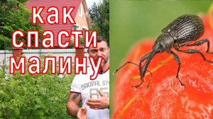 Спасаем урожай малины! Как и чем уничтожить долгоносика!