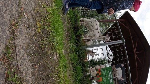 Зоопарк в Карелии. Анино видео снято с самоката экшен камерой