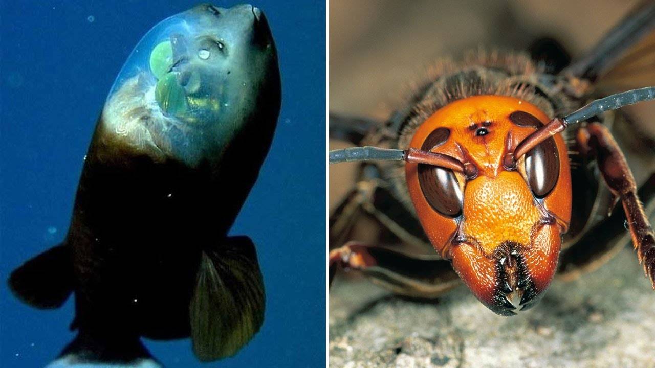 ▽ Самые странные животные на планете Земля. Документальный фильм о животных смотреть онлайн