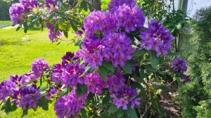 _Немного красоты. Цветут рододендроны. Ленинградская область.