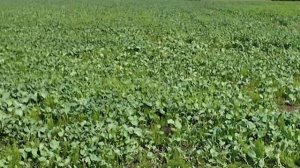 Подкормка селитрой