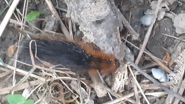 Гусеница медведицы-кайя (Arctia caja) смотреть онлайн