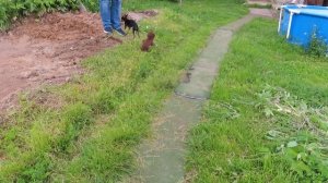 Юми обрадовалась НОВОЙ подружке Ютте 13.06.25 Провожаем в НОВЫЙ дом #чихуахуа #пражский_крысарик