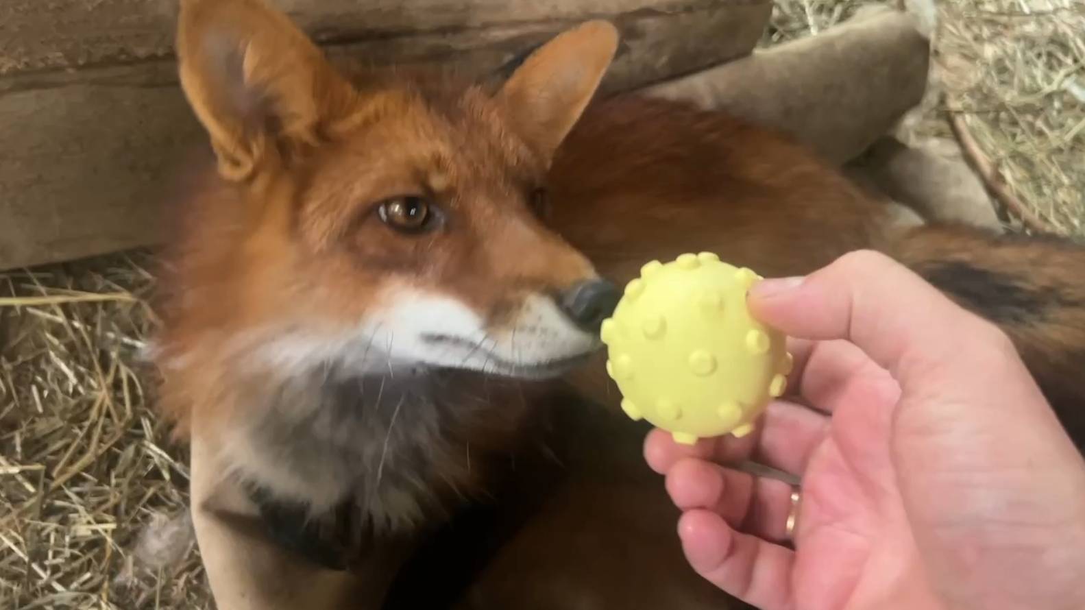 Лиса-Алиса. Новые игрушки у лиса Игниса смотреть онлайн