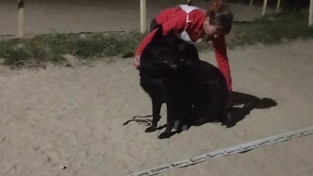 РАБОЧИЙ СУКИ / КЧК НОВОРОССИЙСК 13 июня`25 Ю.Овсянникова Моно немецких овчарок