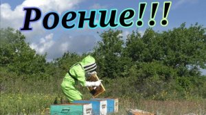 Увеличение пасеки за счет Роения! Естественное размножение пчел