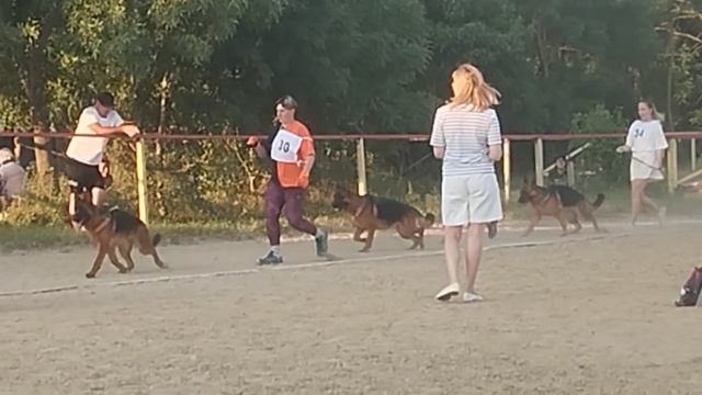 ЮНИОРЫ СУКИ / КЧК НОВОРОССИЙСК 13 июня`25 Ю.Овсянникова Моно немецких овчарок
